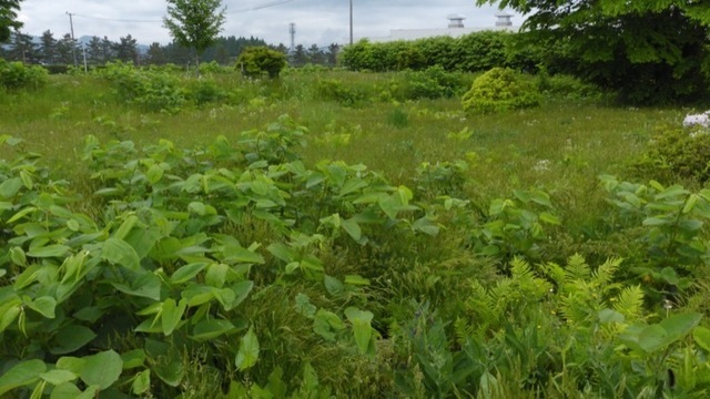P1020772_800.JPG