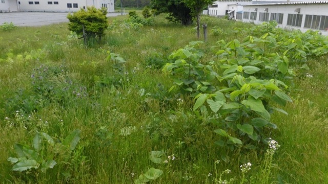 P1020773_800.JPG