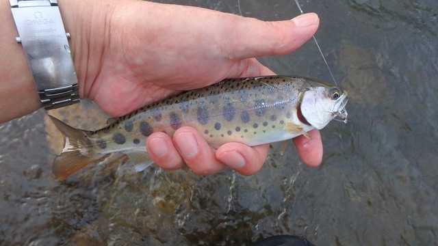 P7110594_1024.JPG