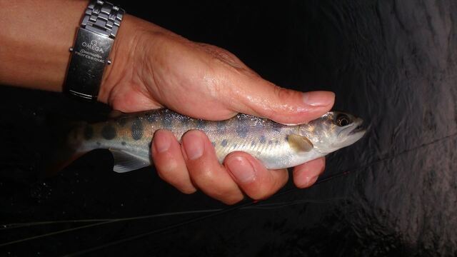 S_P7100314.JPG