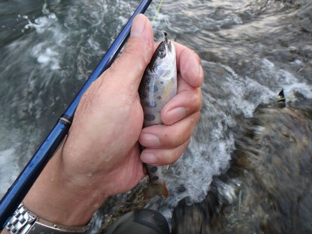 S_P8020229.JPG