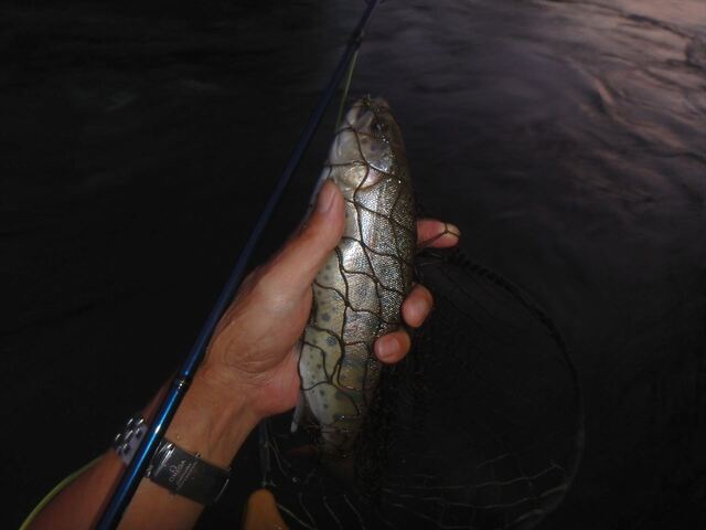 S_P8020230.JPG